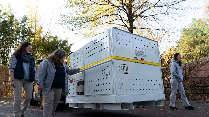 Giant panda Mei Xiang is transported in a crate to depart the Smithsonian's National Zoo and...