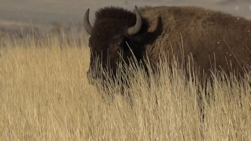 Several local bison ranchers are in Washington lobbying for a new bill aimed to clarify meat...